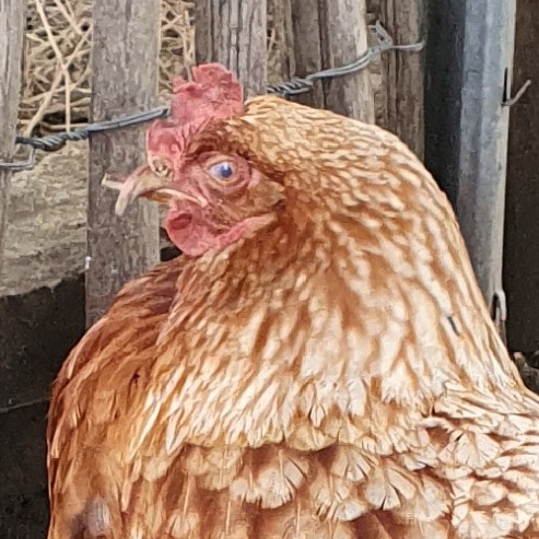 Das bin nicht ich, das ist Schiefschnabel!